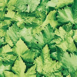 Okleina Dekoracyjna Liście 90x200cm G-10768