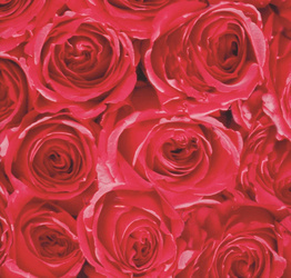 Okleina czerwone róże 45x200cm G-12678