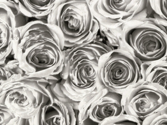 Okleina biało-szare róże 45x200cm G-12855