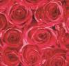 Okleina czerwone róże 45x200cm G-12678